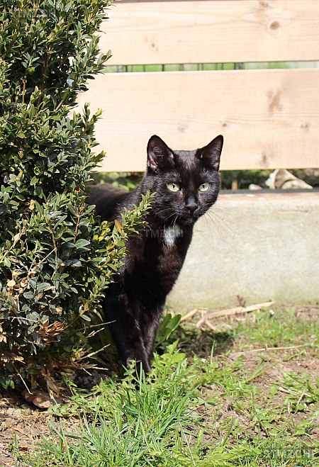 Pepe — Hauskatze ♂, Vermisst seit 20.06.2021, Arch (BE)