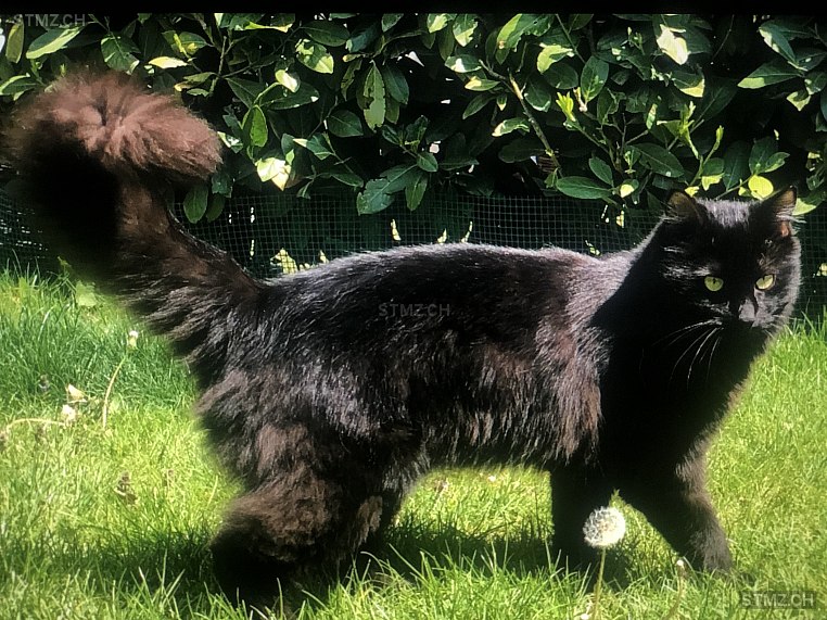 Ojaï — Hauskatze ♂, Vermisst seit 03.07.2021, Vétroz (VS)