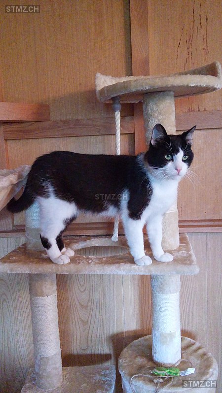 Felix — Hauskatze ♂, Vermisst seit 12.12.2020, Ballwil (LU)