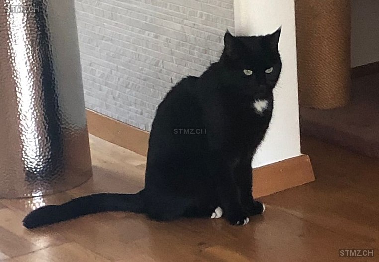 Elvis — Hauskatze ♂, Vermisst seit 19.08.2021, Greifensee (ZH)