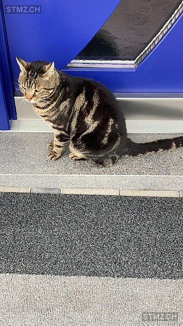 Benji — Hauskatze ♂, Vermisst seit 08.09.2021, Matzendorf (SO)