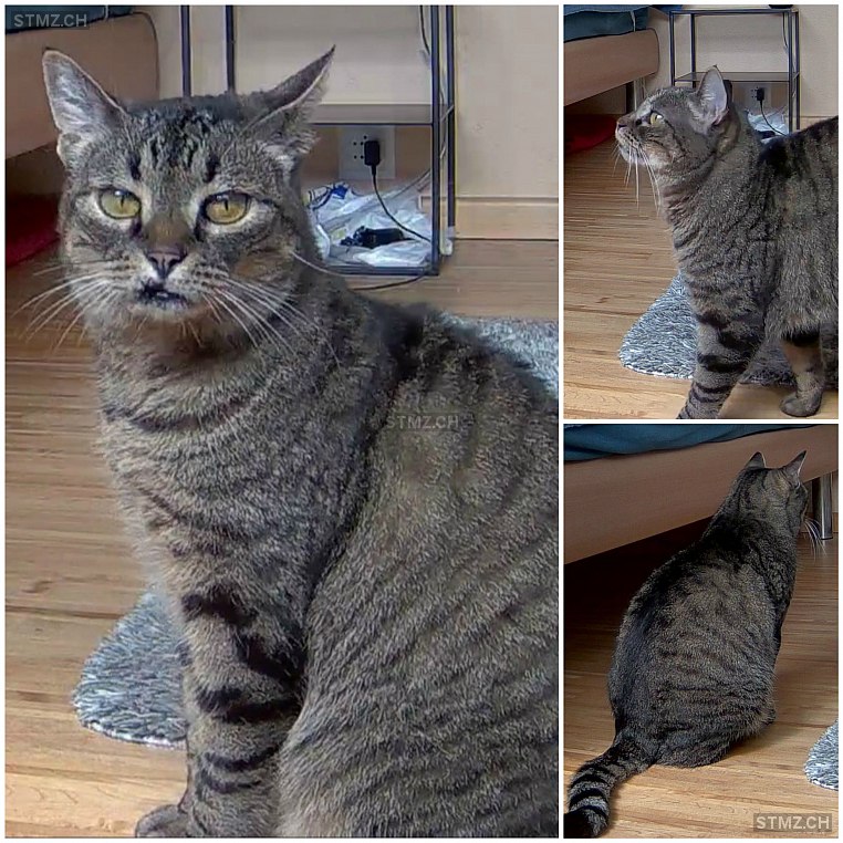 Hazel — Hauskatze ♀, Vermisst seit 13.09.2021, Nottwil (LU)