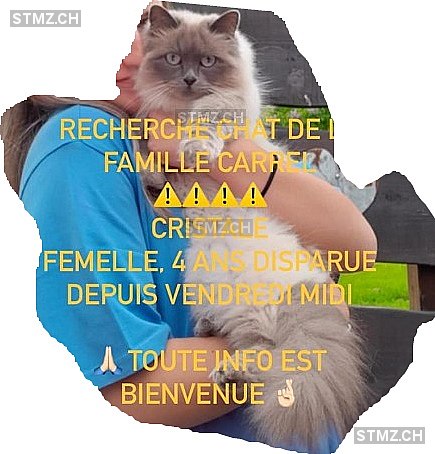 Cristale — British Langhaar ♀, Vermisst seit 25.06.2021, Prêles (BE)