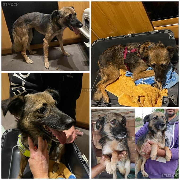 MeldungNr. 261�503 Vermisst Hund in 8135 Langnau am Albis