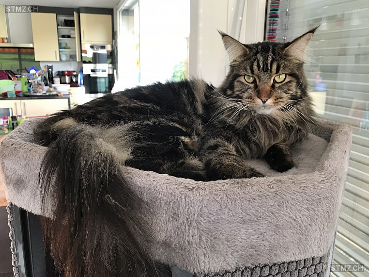 Miro — Maine Coon ♂, Vermisst seit 19.11.2021, Steinmaur (ZH)