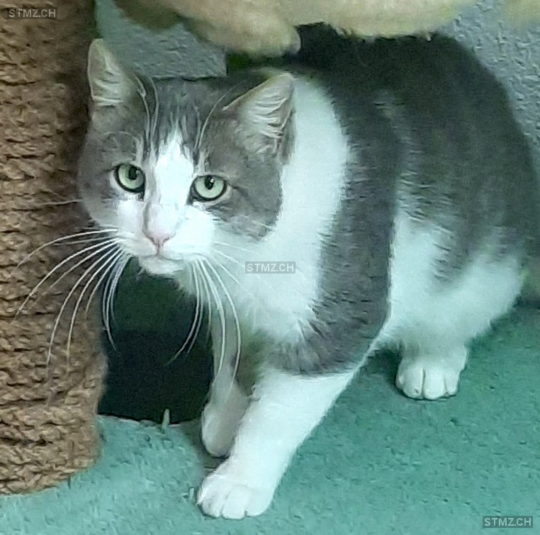 Kobra — Hauskatze ♂, Vermisst seit 17.11.2021, Kefikon (TG)