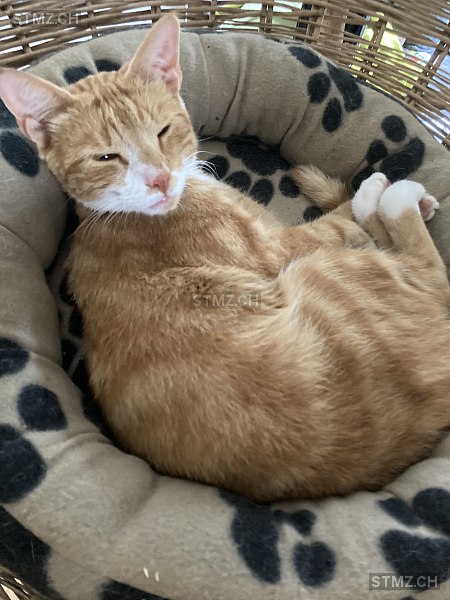 Fanta — Hauskatze ♀, Vermisst seit 06.12.2021, Etzgen (AG)