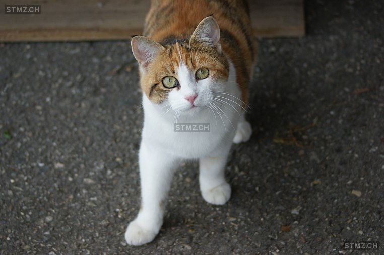 Butzli — Hauskatze ♀, Vermisst seit 25.11.2021, Rohrbach (BE)