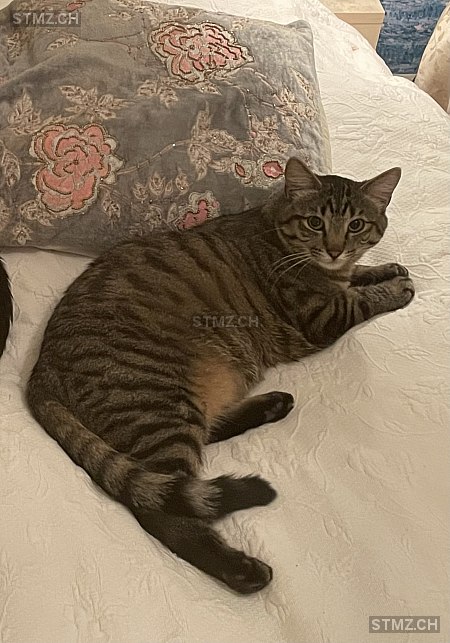 Timmy — Hauskatze ♂, Vermisst seit 22.12.2021, Forch (ZH)
