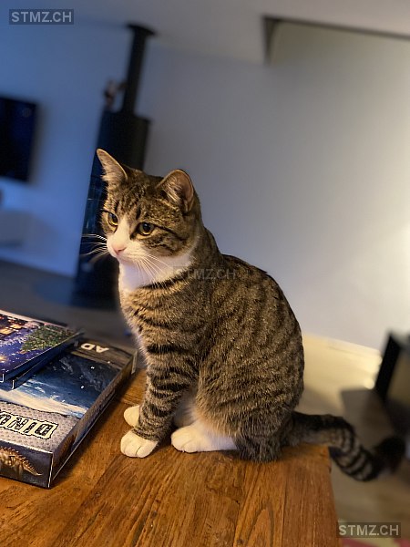 KIRA — Hauskatze ♀, Vermisst seit 22.12.2021, Münsingen (BE)