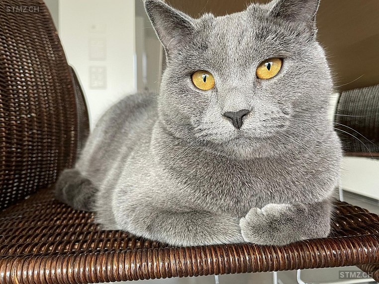 Henri — British Kurzhaar ♂, Vermisst seit 22.02.2022, Auslikon (ZH)