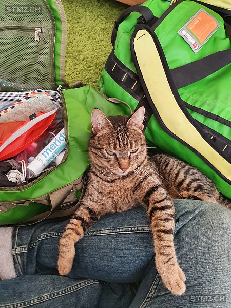 Vermisste Katzen #269128 — Hauskatze ♂, Vermisst seit ?, Rüti ZH (ZH)