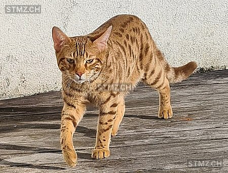 Bailey — Abessinier ♂, Vermisst seit 27.02.2022, Uitikon Waldegg (ZH)