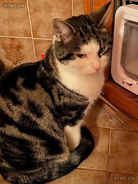 Lucky — Hauskatze ♂, Vermisst seit 24.02.2022,  ()