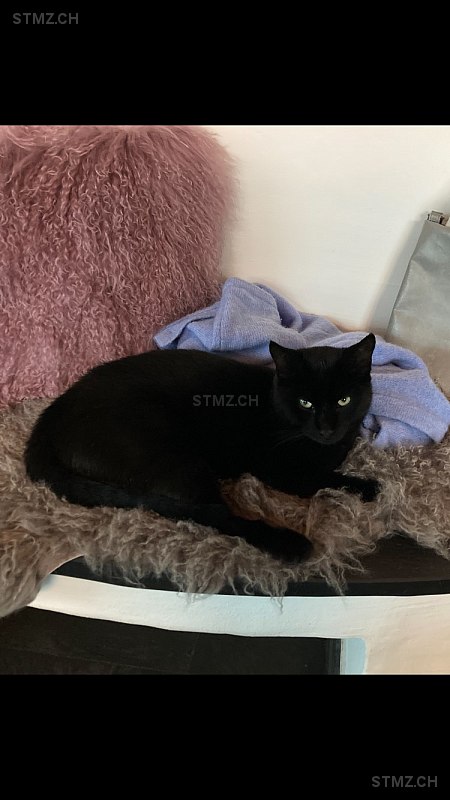 Ciccio — Hauskatze ♂, Vermisst seit 28.02.2022, Jona (SG)