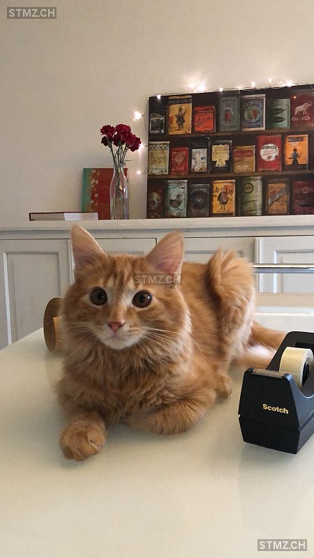 Cem — Hauskatze ♂, Vermisst seit 02.03.2022, Ebikon (LU)