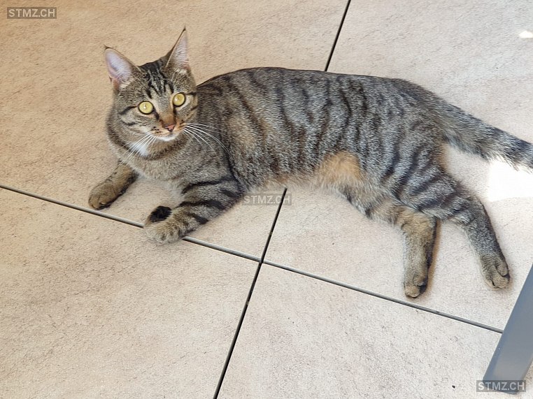 Havanna — Hauskatze ♀, Vermisst seit 15.02.2022, Riedt bei Erlen (TG)