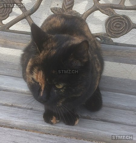 Nala — Katze ♀, Vermisst seit 22.02.2022, Wallbach (AG)