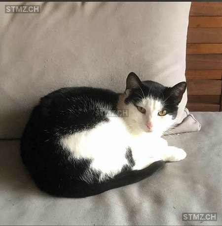 Kira — Hauskatze ♀, Vermisst seit 24.03.2022, Gurmels (FR)