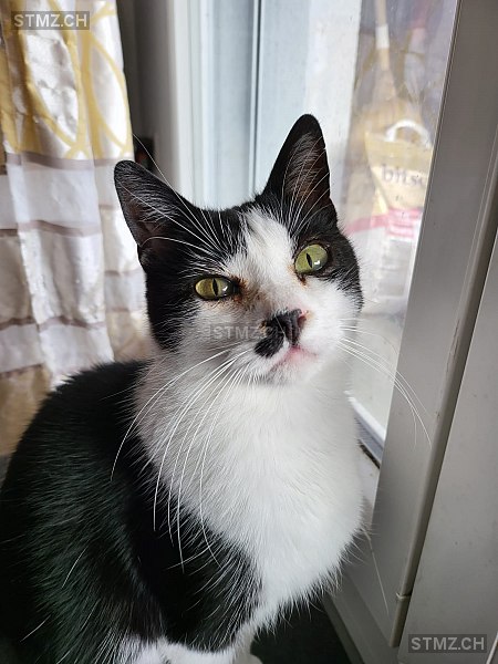 Armani — Hauskatze ♂, Vermisst seit 28.03.2022, Niederbipp (BE)