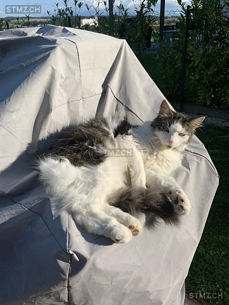 Bounty — Hauskatze ♂, Vermisst seit 31.03.2022, Villars-le-Terroir (VD)
