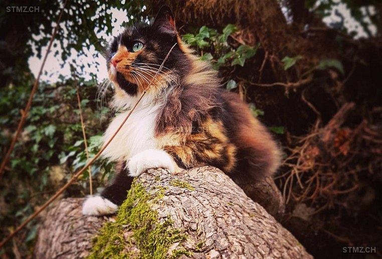 Pixel — Hauskatze ♀, Vermisst seit 25.04.2022, La Tour-de-Peilz (VD)