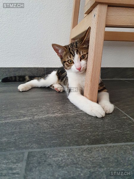 Luna — Hauskatze ♀, Vermisst seit 28.04.2022, Seftigen (BE)