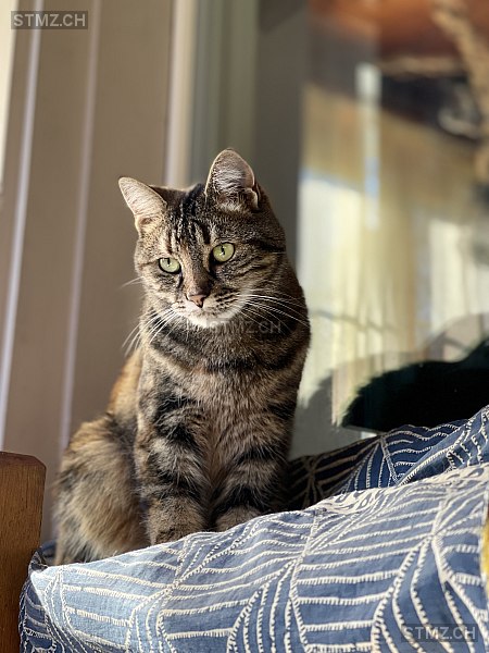 Mascha — Katze ♀, Vermisst seit 28.04.2022, Meiringen (BE)