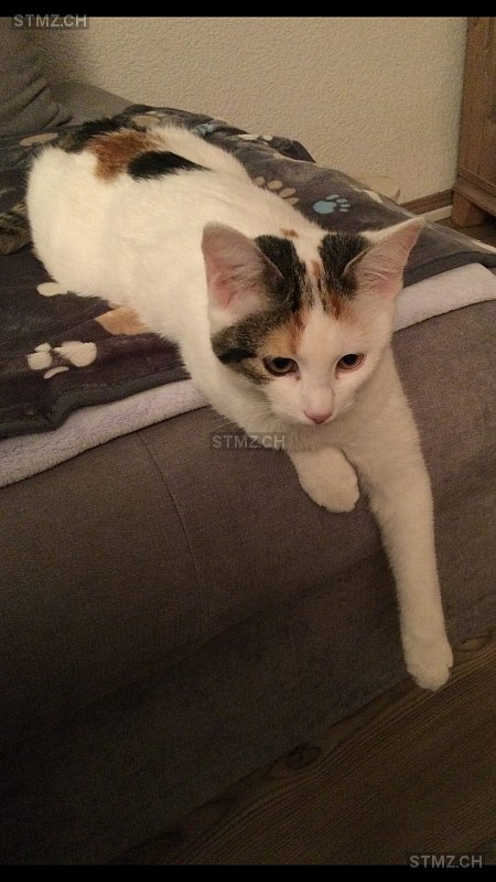 Flöckli — Hauskatze ♀, Vermisst seit 18.04.2022, Prêles (BE)