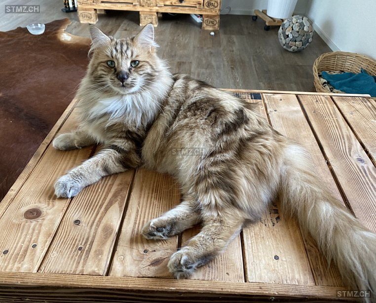 Charly (w) — Norwegische Waldkatze ♀, Vermisst seit 30.04.2022, Neuenkirch (LU)
