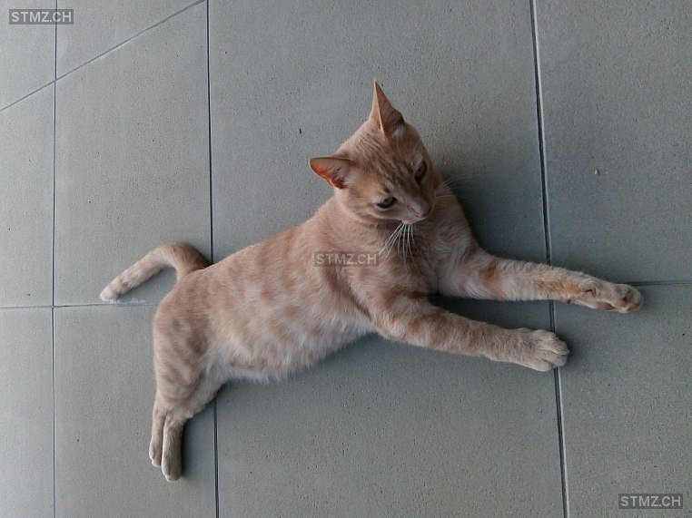 Sammy — Hauskatze ♂, Vermisst seit 22.02.2022, Aranno (TI)