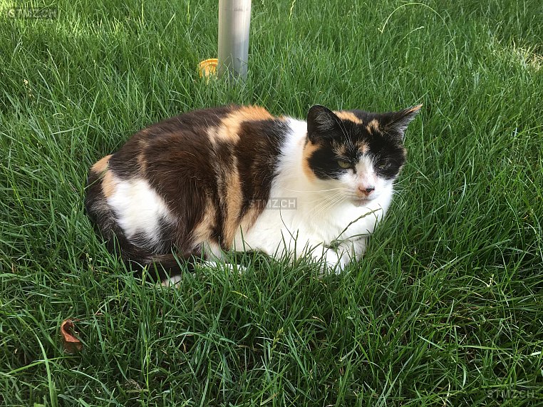 Jessi — Hauskatze ♀, Vermisst seit 29.04.2022, Beinwil am See (AG)