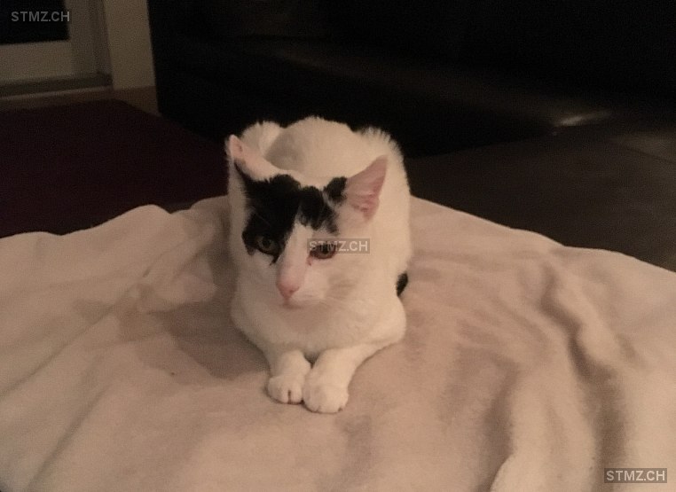 Giny — Hauskatze ♀, Vermisst seit 26.04.2022, Altendorf (SZ)