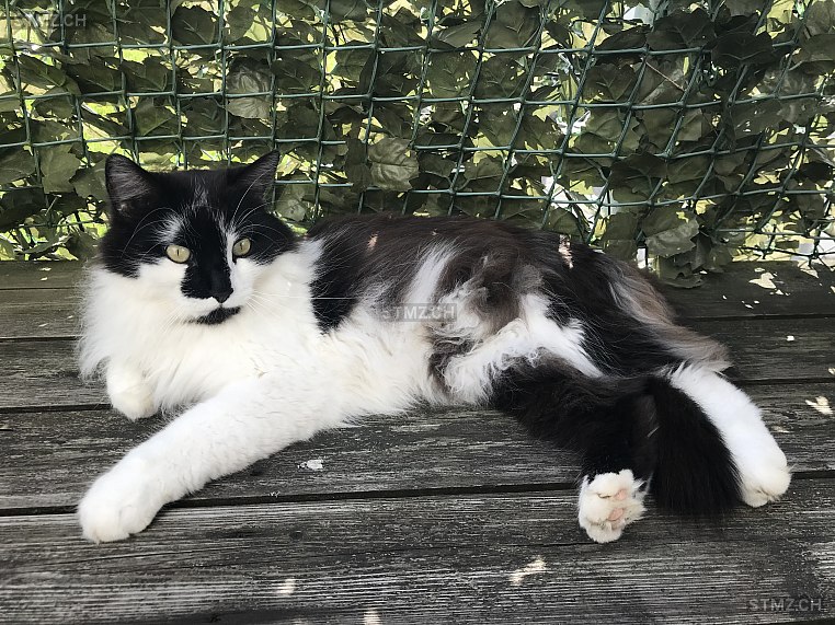 Gizmo — Hauskatze ♂, Vermisst seit 20.11.2020, Turbenthal (ZH)