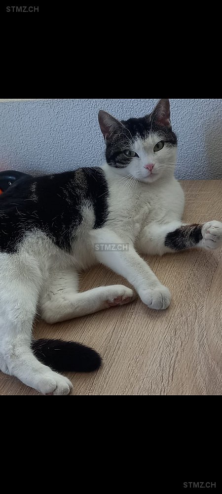 Mili — Hauskatze ♀, Vermisst seit 27.04.2022, Roggwil BE (BE)