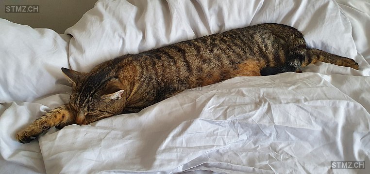 Taro — Hauskatze ♂, Vermisst seit 29.04.2022, Liestal (BL)