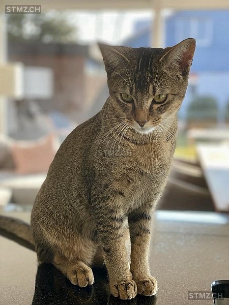 Tigro — Hauskatze ♂, Vermisst seit 22.04.2022, Zumikon (ZH)