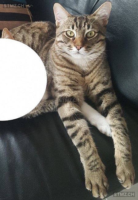 Floki — Hauskatze ♂, Vermisst seit 05.05.2022, St-Prex (VD)