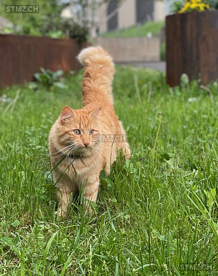 Felix — Hauskatze ♂, Vermisst seit 09.05.2022, Cham (ZG)