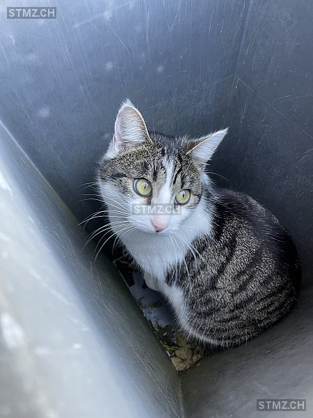 Kyra — Hauskatze ♀, Vermisst seit 09.05.2022, Grossaffoltern (BE)