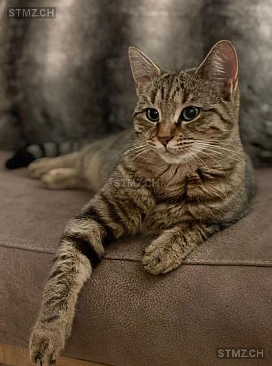 Muffin — Hauskatze ♀, Vermisst seit 09.05.2022, Einigen (BE)