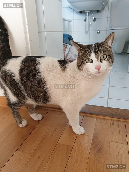 Tigre — Hauskatze ♂, Vermisst seit 03.05.2022, Zollikofen (BE)