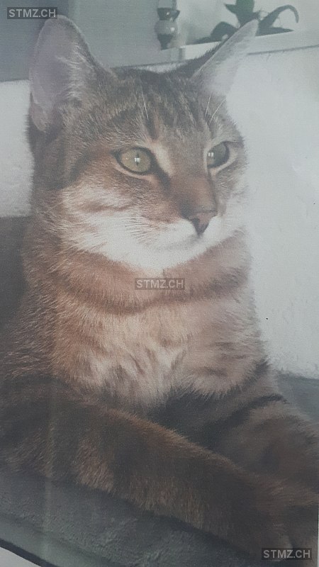 Lucky — Hauskatze ♂, Vermisst seit 10.05.2022, Rietheim (AG)