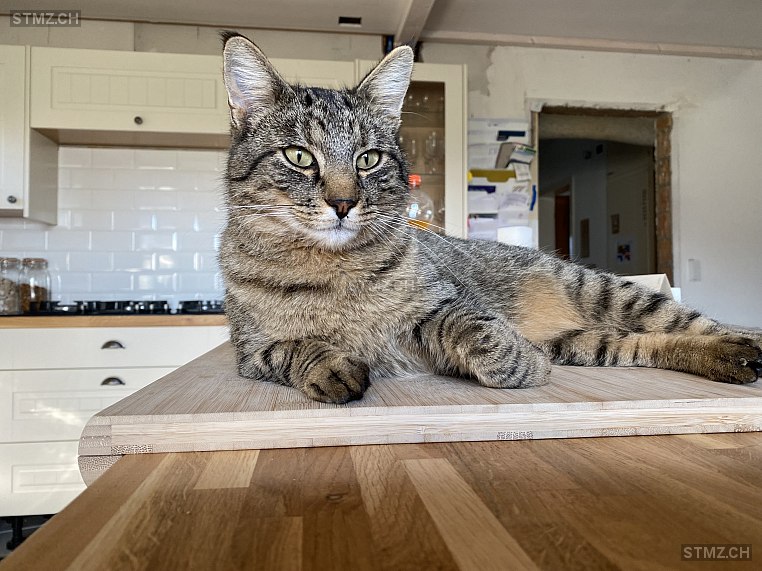 Tigi — Hauskatze ♂, Vermisst seit 03.05.2022, Säriswil (BE)