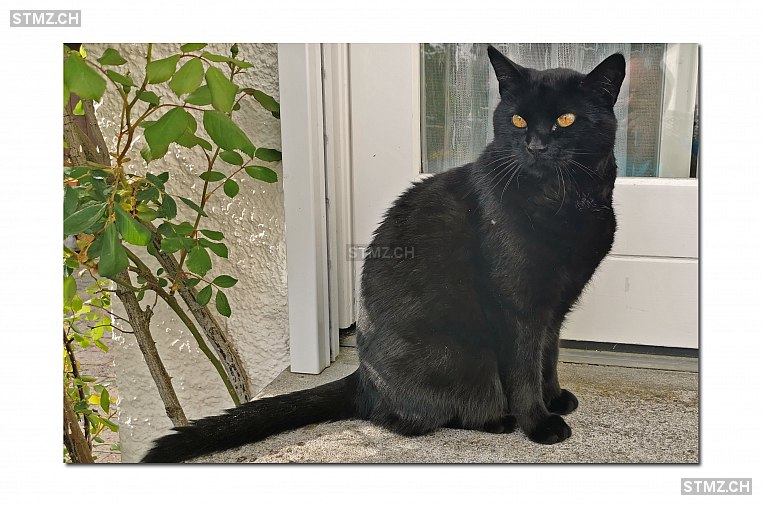 Obama — Hauskatze ♂, Vermisst seit 10.05.2022, Schafisheim (AG)