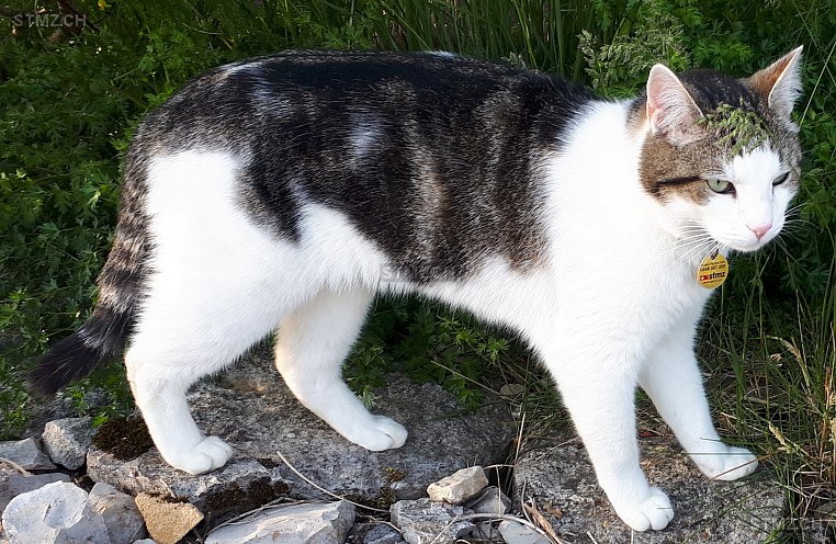 Caruso — Hauskatze ♂, Vermisst seit 10.05.2022, Oberbözberg (AG)