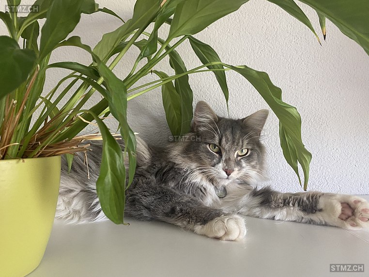 Eddy — Hauskatze ♂, Vermisst seit 02.05.2022, La Tour-de-Trême (FR)