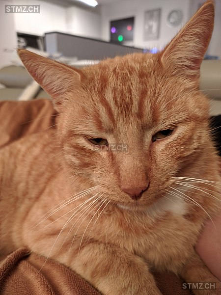 Birba — Hauskatze ♂, Vermisst seit 10.05.2022, Herisau (AR)