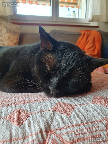 Miro — Hauskatze ♂, Vermisst seit 02.05.2022, Biberist (SO)