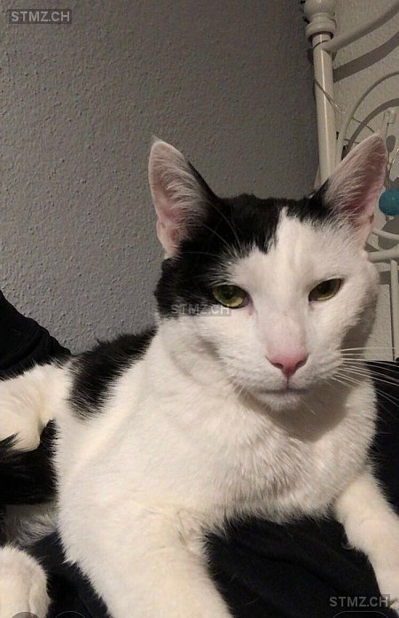 Mailo — Hauskatze ♂, Vermisst seit 15.05.2022, Erlinsbach SO (SO)